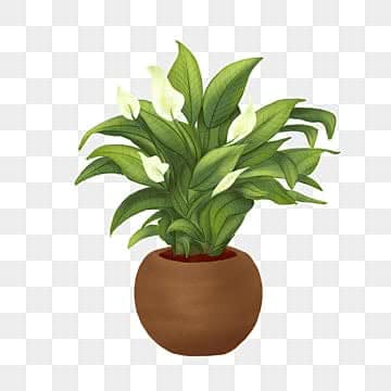 Indoor Plants